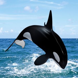حقایقی درباره‌ی نهنگ قاتل