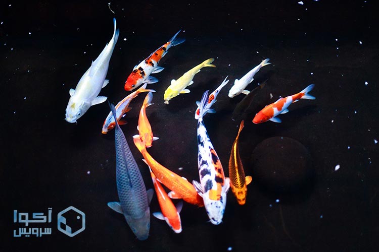 نماد ها و رنگ شناسی ماهی کوی524
