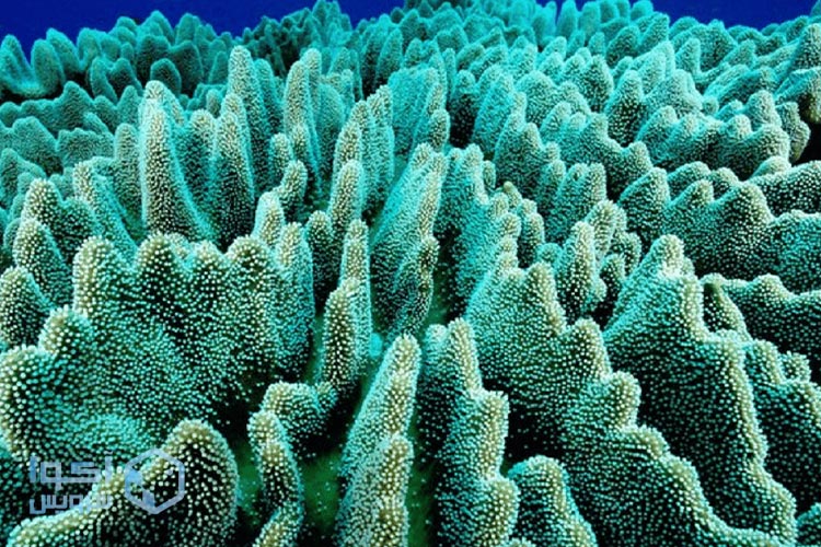 مرجان سنگی و ترشح اسیدهای غنی از پروتئین