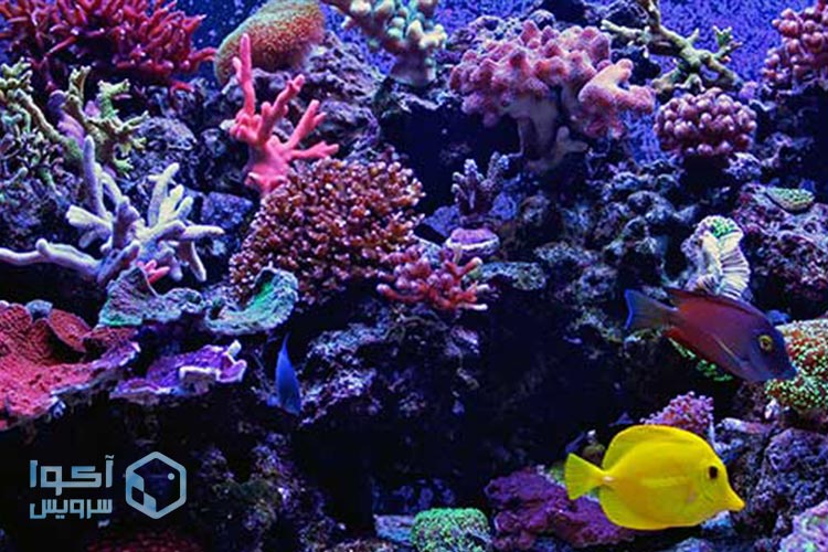 مرجان سنگی و ترشح اسیدهای غنی از پروتئین