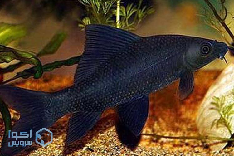 شارک سیاه این ماهی پر جنب و جوش را بهتر بشناسید