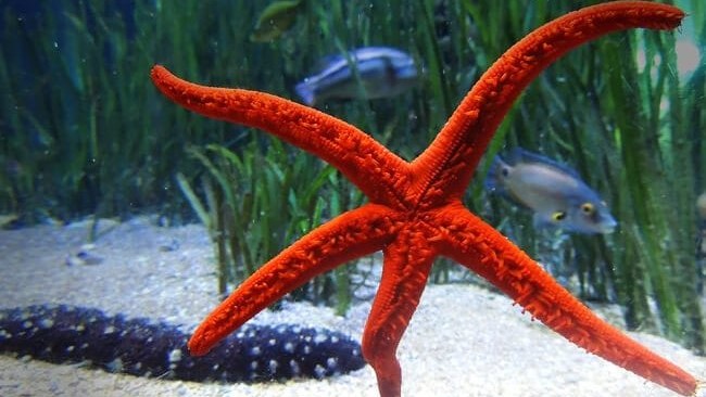 17 نکته درباره ستاره دریایی در آکواریوم