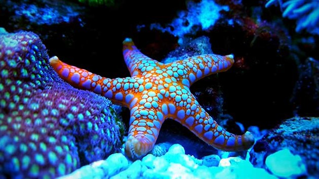 17 نکته درباره ستاره دریایی در آکواریوم