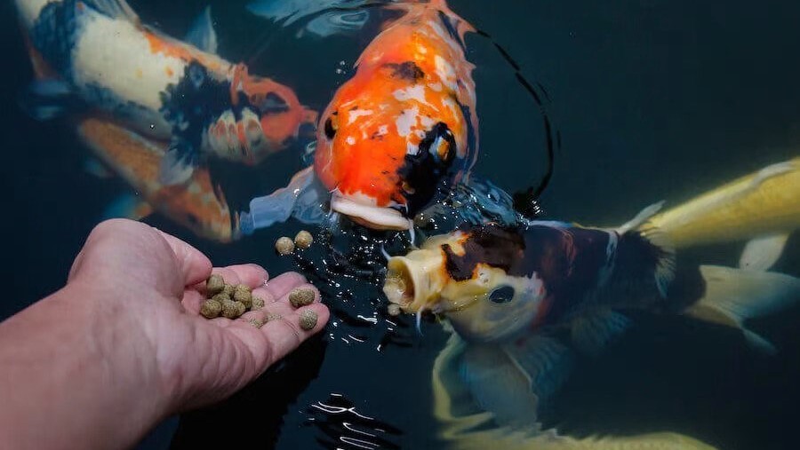 انواع غذای ماهی و تفاوت آنها باهم